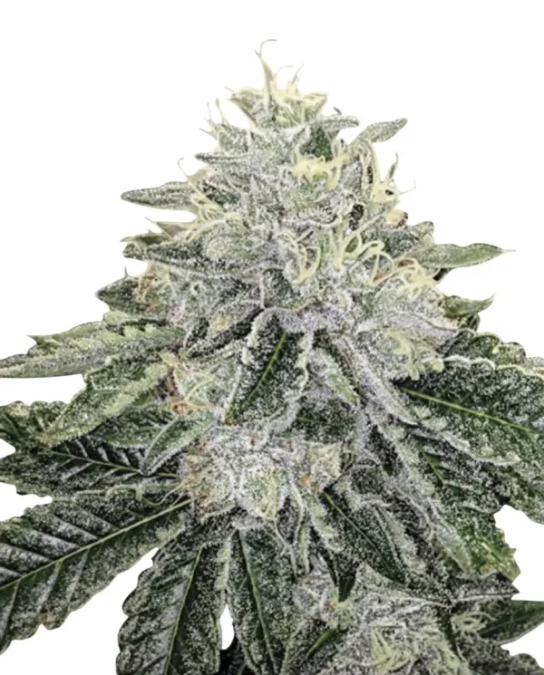 Black Runtz feminized cannabis plant in flower