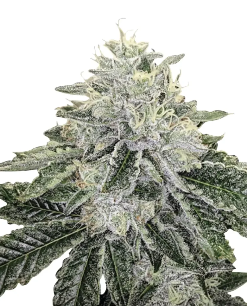 Black Runtz feminized cannabis plant in flower