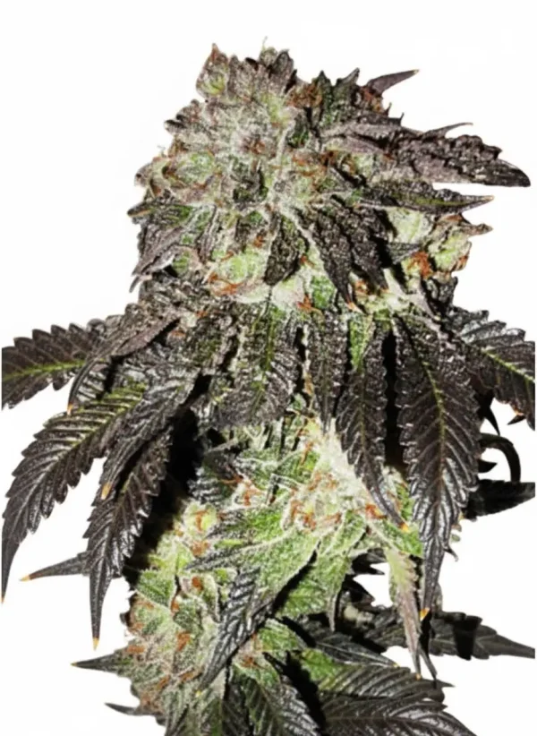 Bruce Banner feminized cannabis plant with dark leaves and chunky, resin-soaked buds