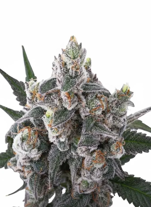 Cadillac Rainbow feminized cannabis plant in flower