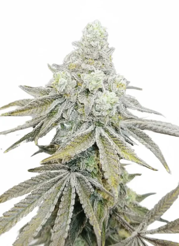 Cap Junky feminized cannabis plant in flower
