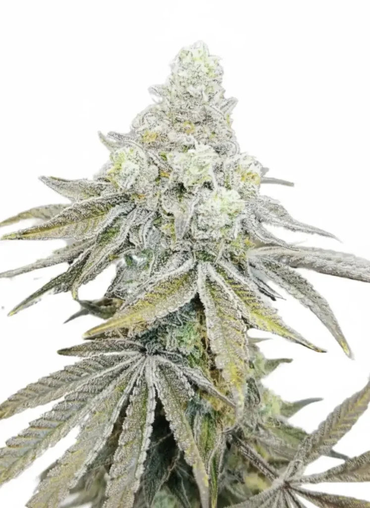Cap Junky feminized cannabis plant in flower