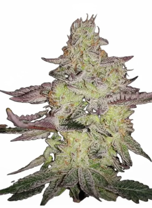 Carbon Fiber feminized cannabis plant in flower