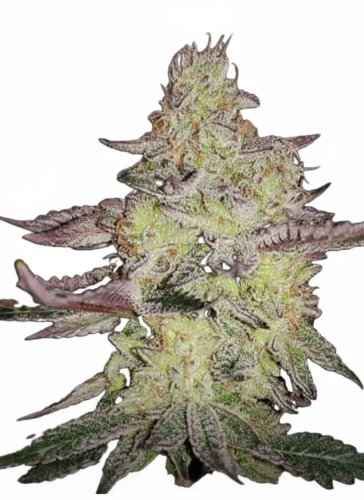 Carbon Fiber feminized cannabis plant in flower