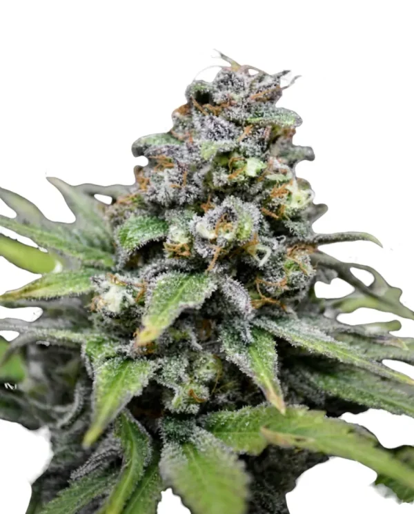 CBD Critical Mass feminized cannabis plant with heavy, dense flower clusters