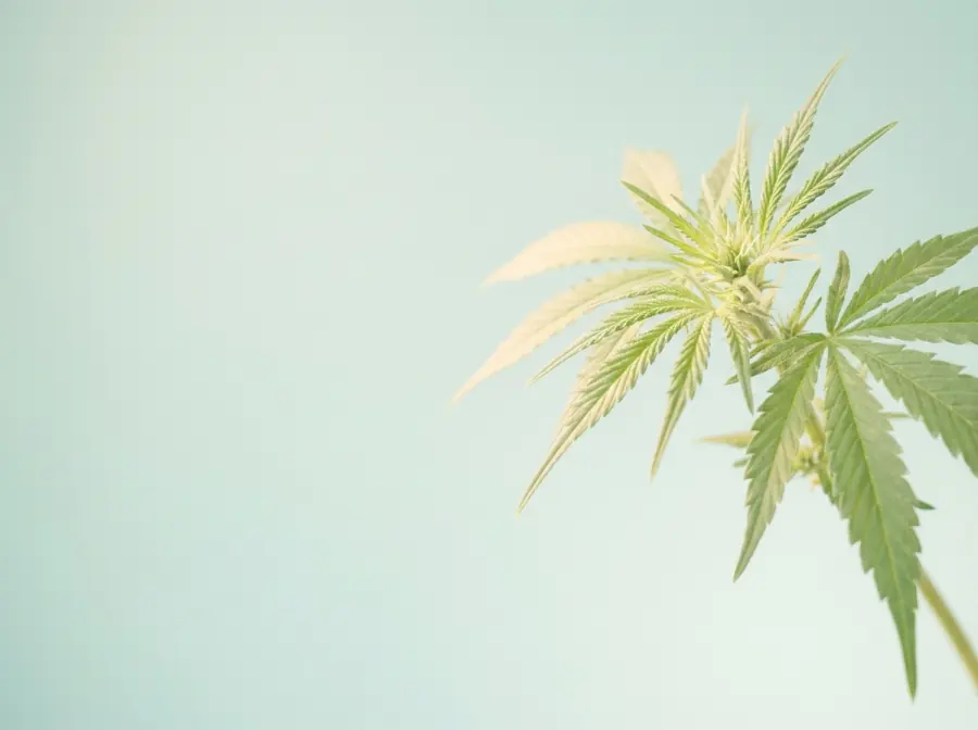 Light green cannabis plant top with soft leaves on a mint backdrop