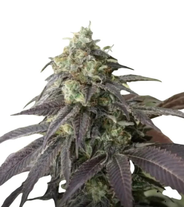 Cheetah Piss feminized cannabis plant in flower
