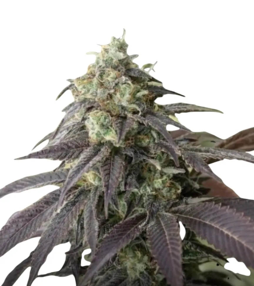 Cheetah Piss feminized cannabis plant in flower
