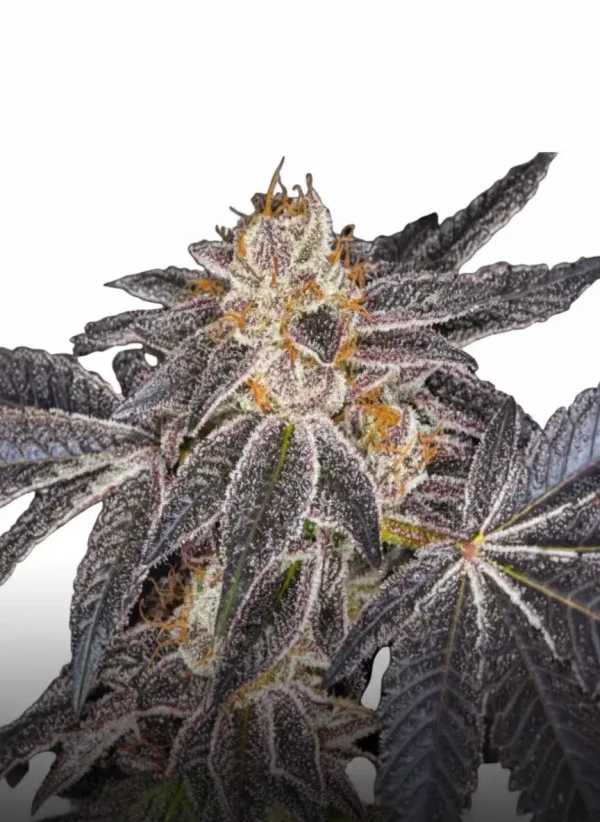 Cherry Pie feminized cannabis plant in flower