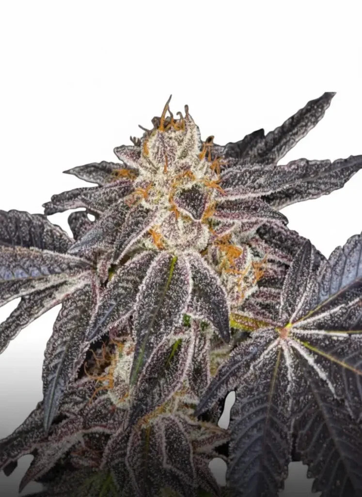 Cherry Pie feminized cannabis plant in flower