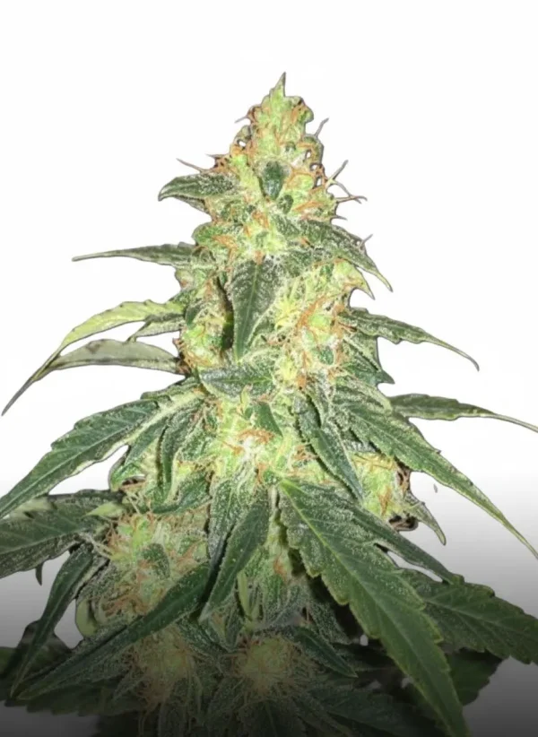 Durban Poison feminized cannabis plant showing tall sativa buds and slender leaves