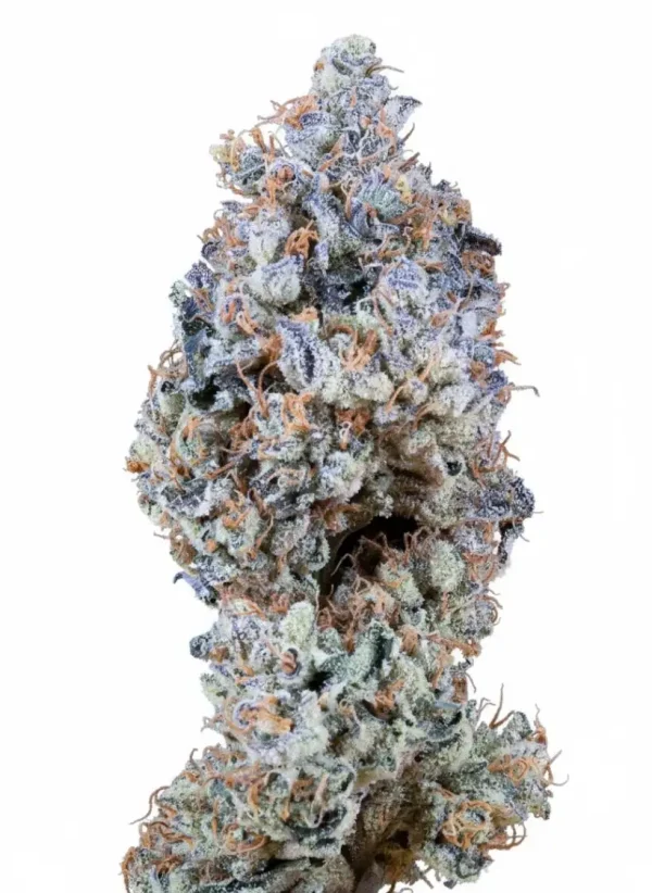Gary Payton feminized cannabis plant in flower