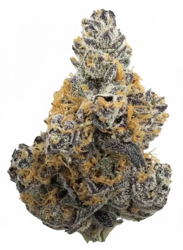 Gelato Cake feminized cannabis plant in flower