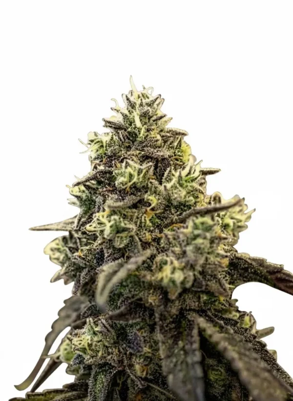 Gelonade feminized cannabis plant in flower