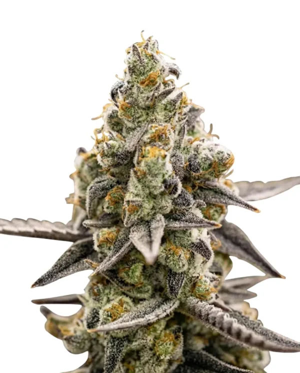 Georgia Pie feminized cannabis plant in flower