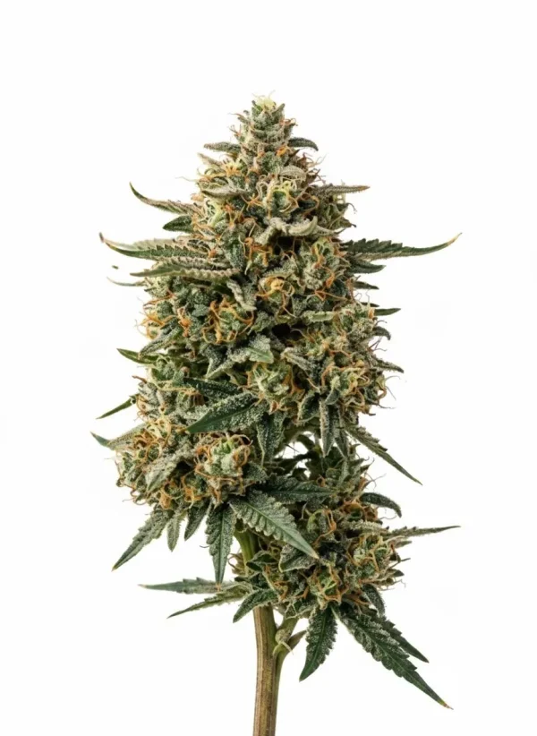 GG4 feminized cannabis plant with chunky, resin-heavy colas