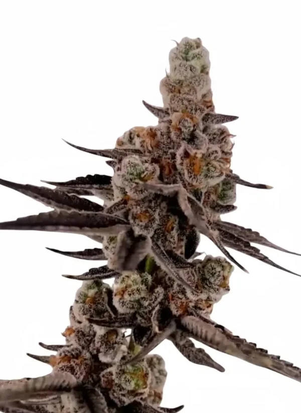 Glitter Bomb feminized cannabis plant in flower
