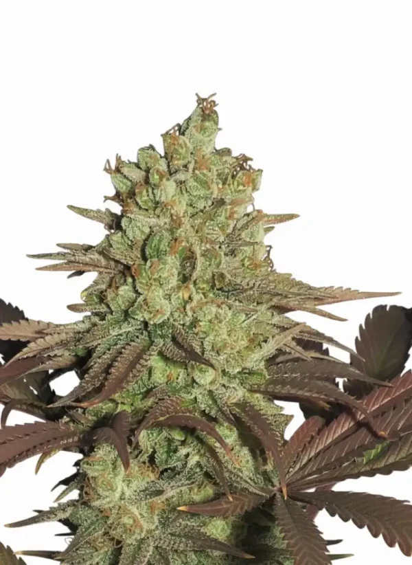 GMO feminized cannabis plant in flower