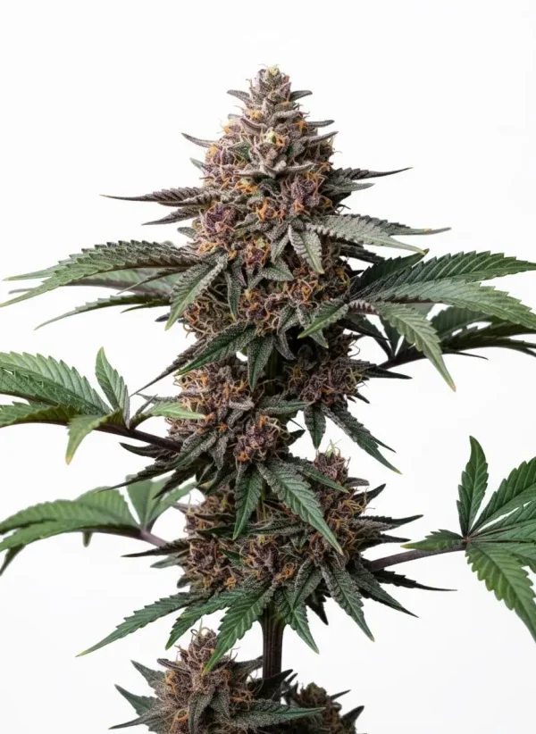 Grape Ape feminized cannabis plant in flower