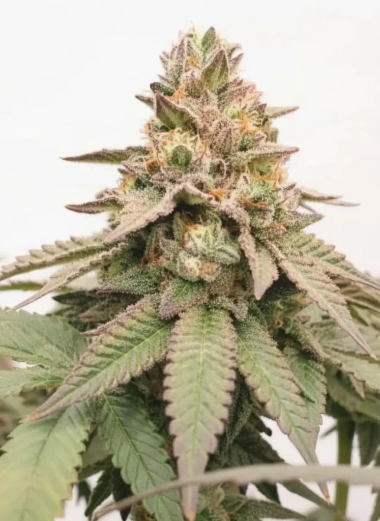 Grape Gas feminized cannabis plant in flower