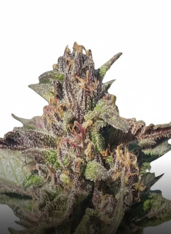 Guava feminized cannabis plant in flower