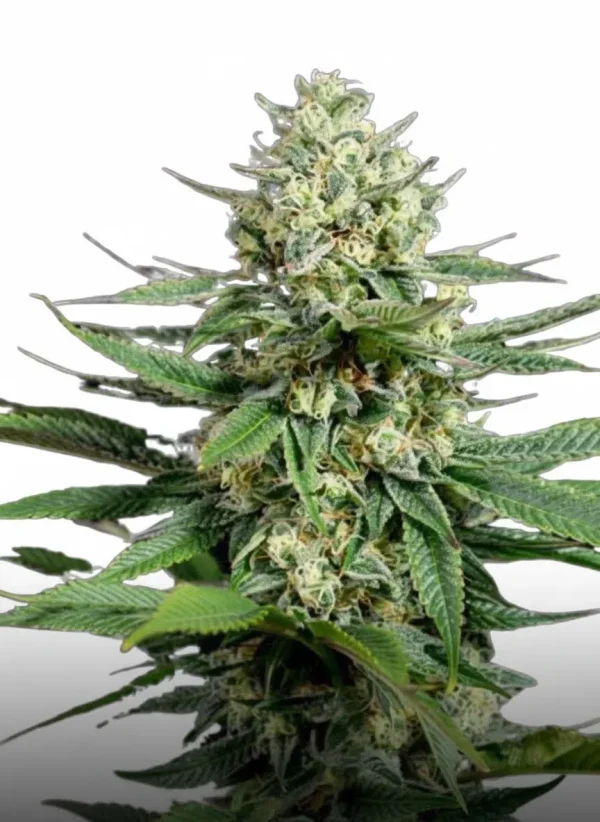 Gush Mints feminized cannabis plant in flower