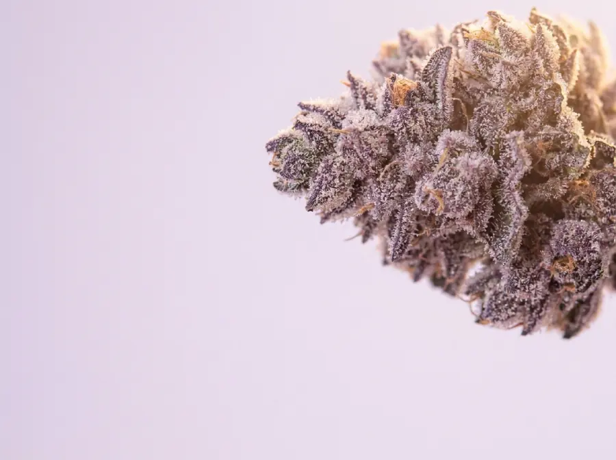 Macro of a purple cannabis bud covered in glistening trichomes