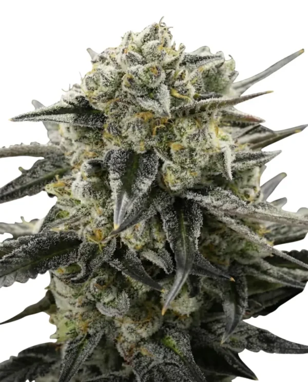 Italian Ice feminized cannabis plant in flower