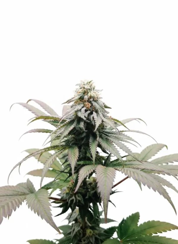 Jack Herer autoflower cannabis plant with spear-shaped sativa buds
