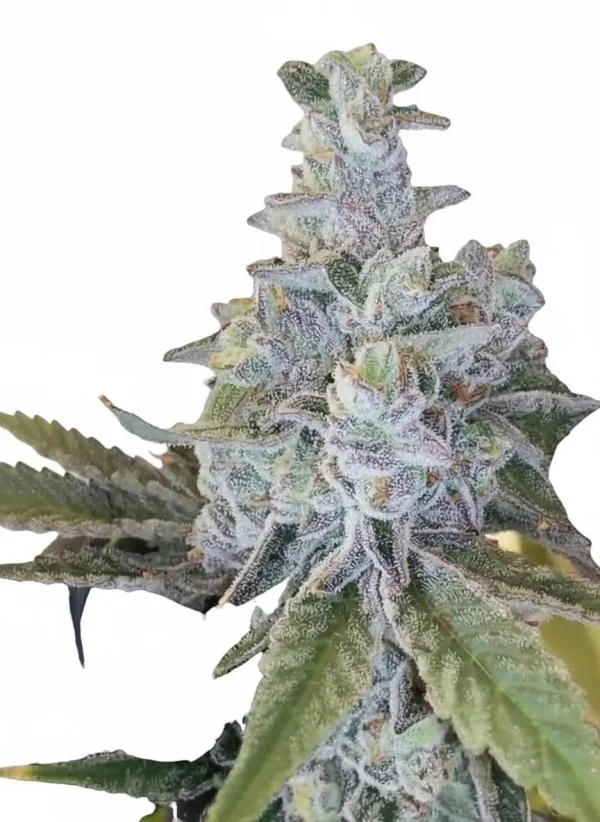 Jealousy feminized cannabis plant in flower