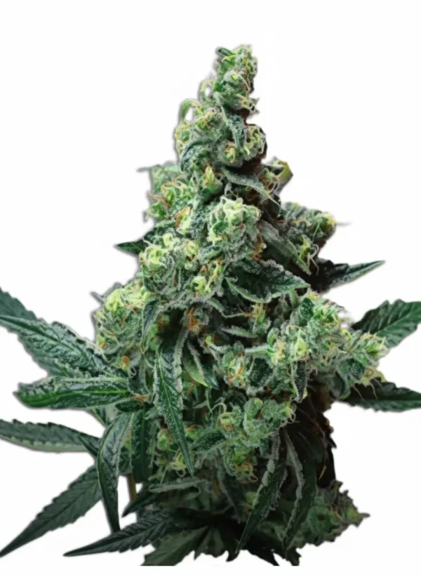 Jet Fuel feminized cannabis plant in flower