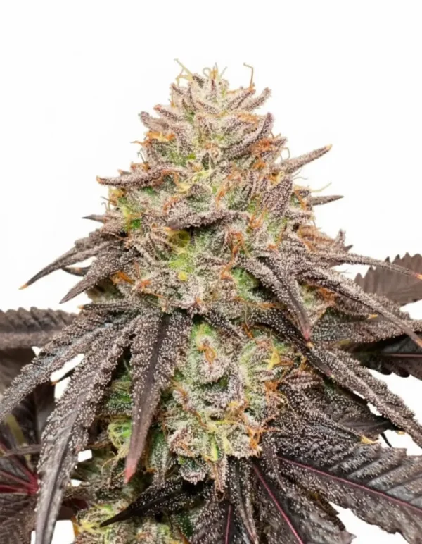 Lemon Cherry Gelato feminized cannabis plant with purple-tinged leaves and orange pistils