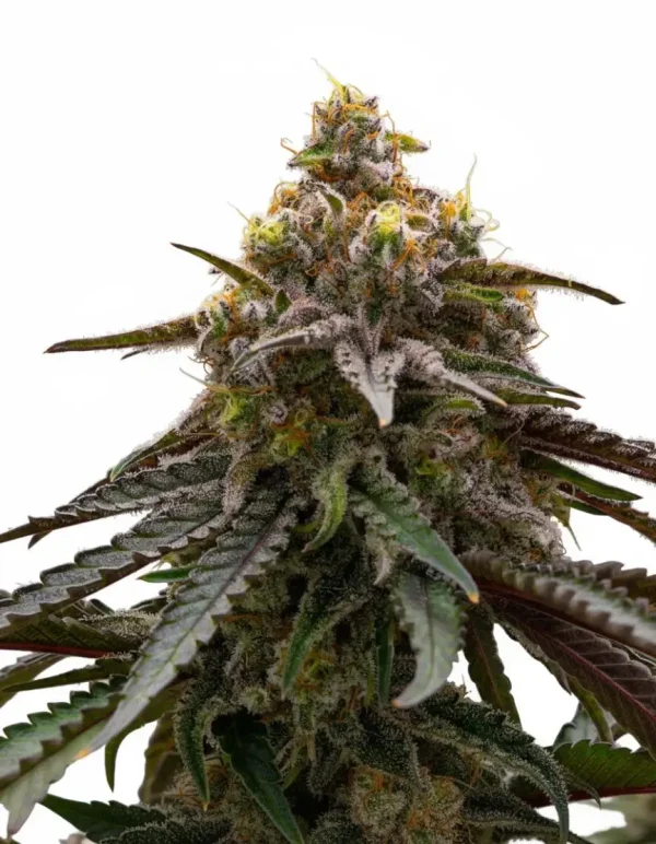 Mac 1 feminized cannabis plant in flower