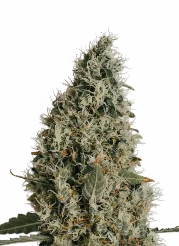 Northern Lights autoflower cannabis plant with a compact, resin-coated main cola