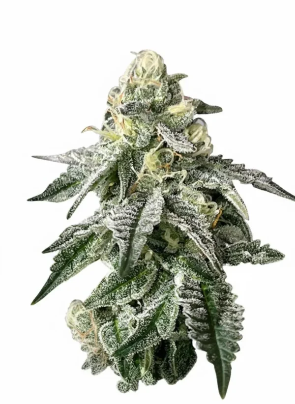 OG Kush Auto autoflower cannabis plant in flower