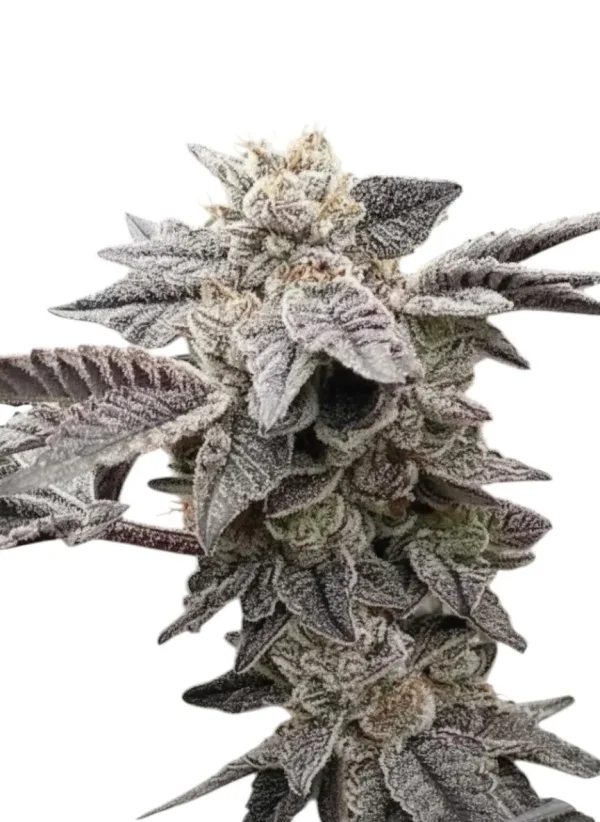 Oreoz feminized cannabis plant in flower