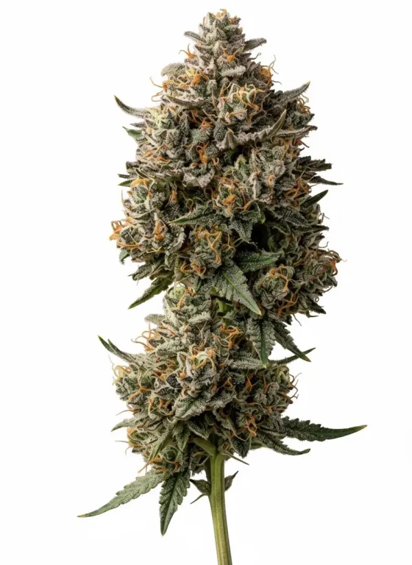 Peanut Butter Breath feminized cannabis plant in flower