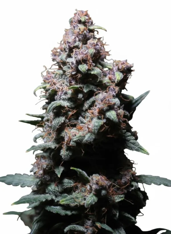 Permanent Marker feminized cannabis plant in flower with purple-tinged, resin-covered buds