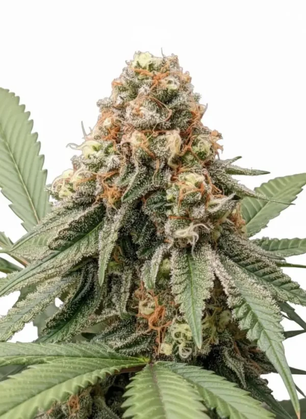 Pineapple Express autoflower cannabis bud with orange pistils and frosty calyxes
