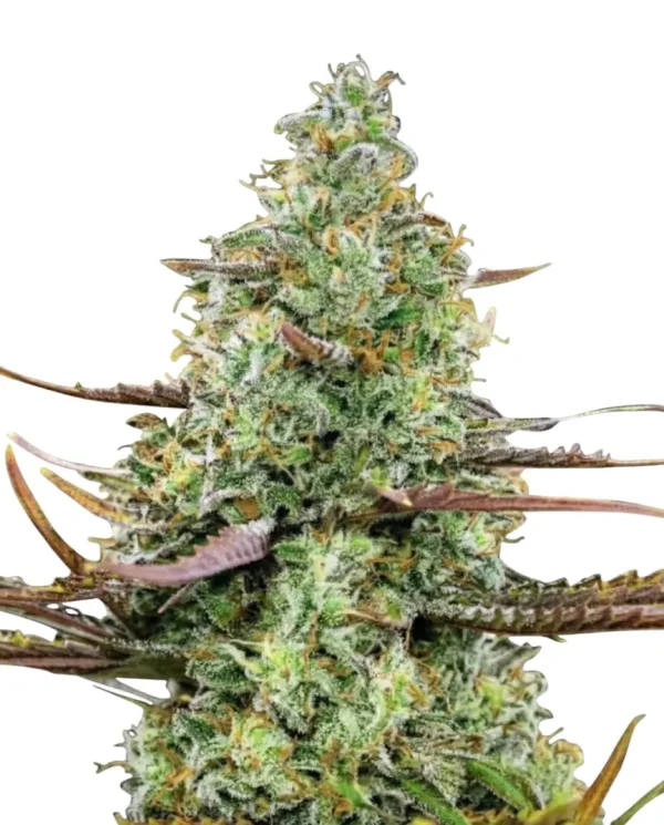 Pink Runtz feminized cannabis plant in flower