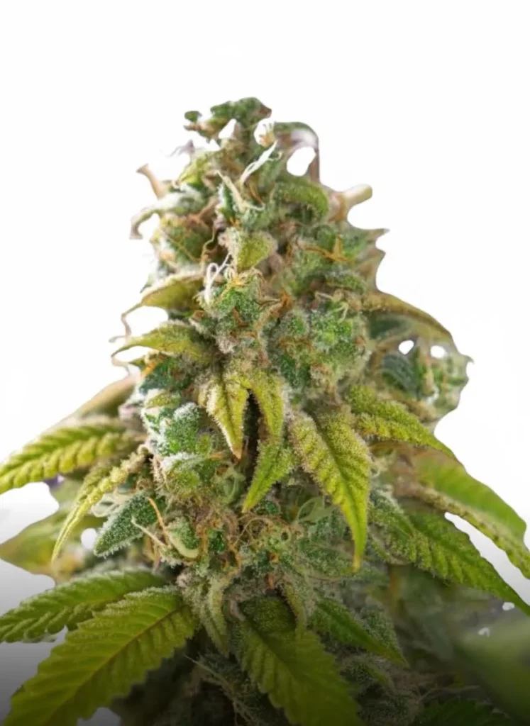 Pure Michigan feminized cannabis plant in flower