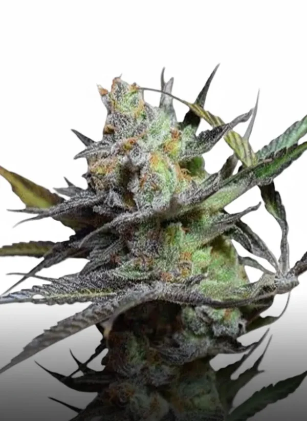 Rainbow Runtz feminized cannabis plant in flower