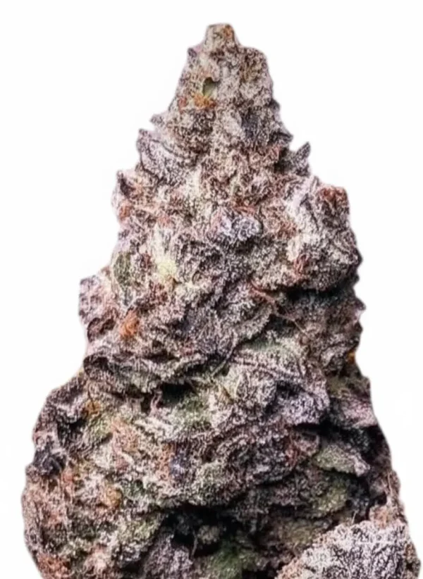 RS11 feminized cannabis plant in flower