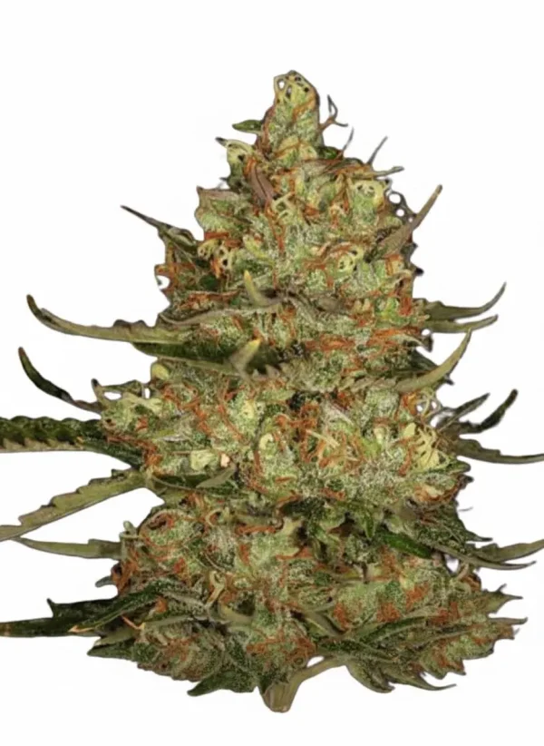 Slurricane feminized cannabis plant in flower