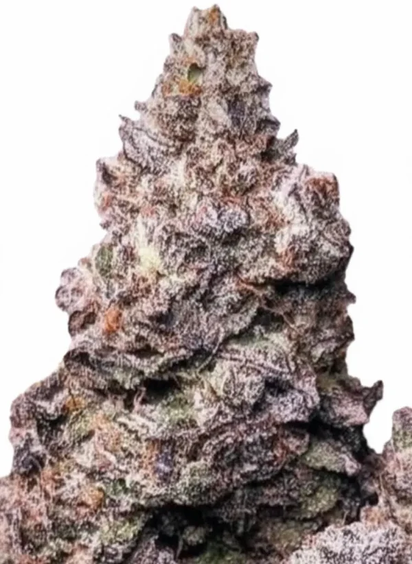 Super Boof feminized cannabis plant in flower