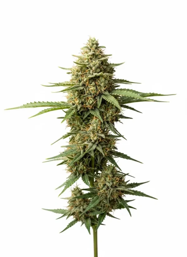 Super Lemon Haze feminized cannabis plant with long, airy Haze colas