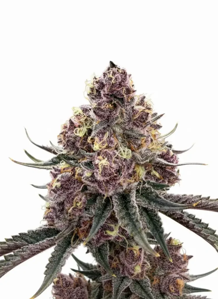 Tropicana Cherry feminized cannabis plant in flower