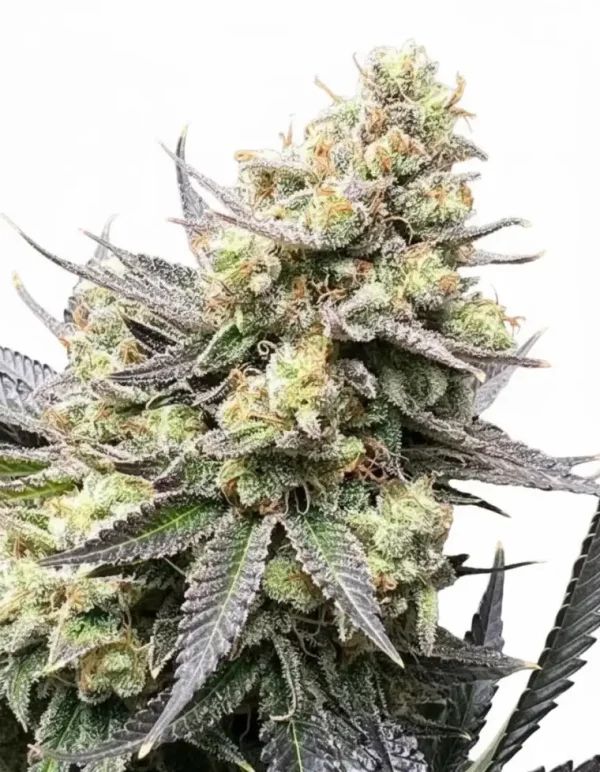 White Truffle feminized cannabis plant in flower