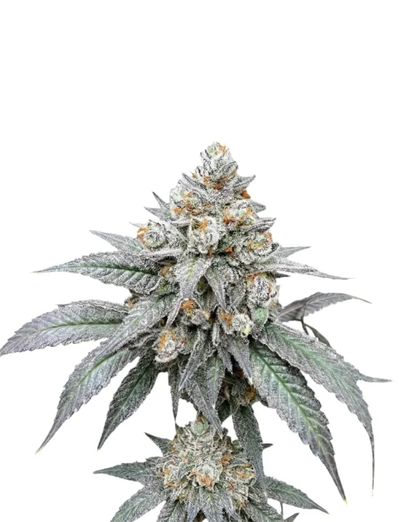 White Widow feminized cannabis plant covered in white trichomes